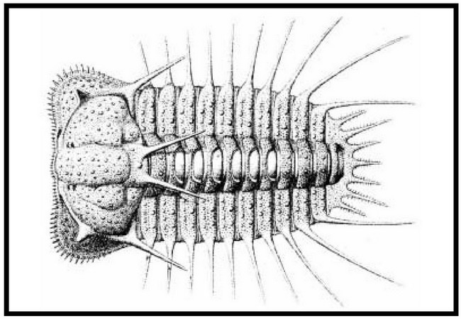 Figure 3: 2001 Trilobite Postcard