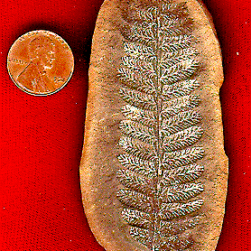 Fossil Fern