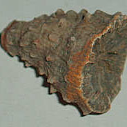 Horn Coral