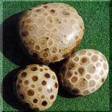 Petoskey Stone (Fossilized Coral)