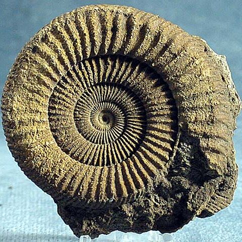 Ammonite