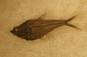 Fish fossil