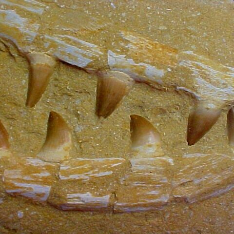 MosasaurTeeth