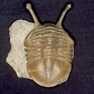 Trilobite