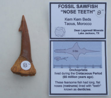 Fossil Sawfish Tooth - Onchopristis - Kem Kem Beds, Taous, Morocco (5 x 2 x 1 cm, 8d)