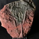fossil crinoid specimen