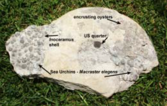 compound fossils image: inoceramus, sea urchins, oysters