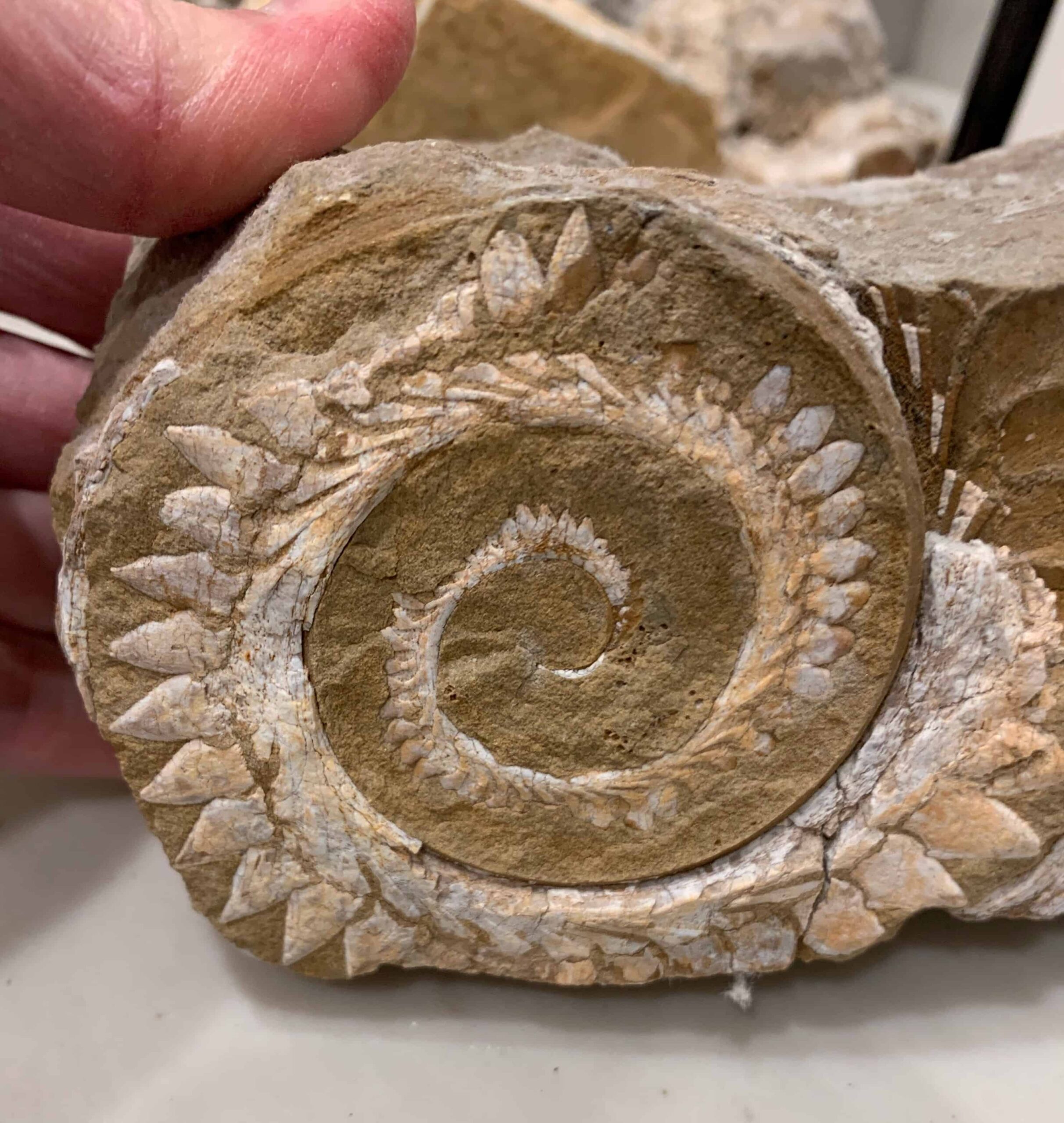 shark teeth fossil spiral with human hand for size reference