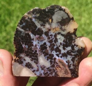 Petrified wood called shrinkwood