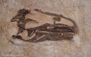 Dinosaur skull