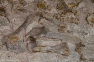 photo of dinosaur bones
