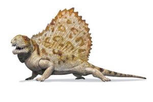 Dimetrodon