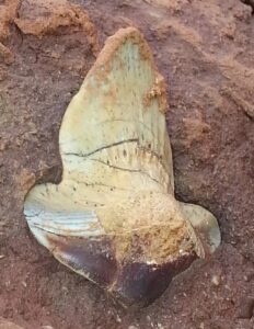 Petalodus Tooth