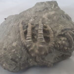 chicken foot Chicken Foot Crinoid