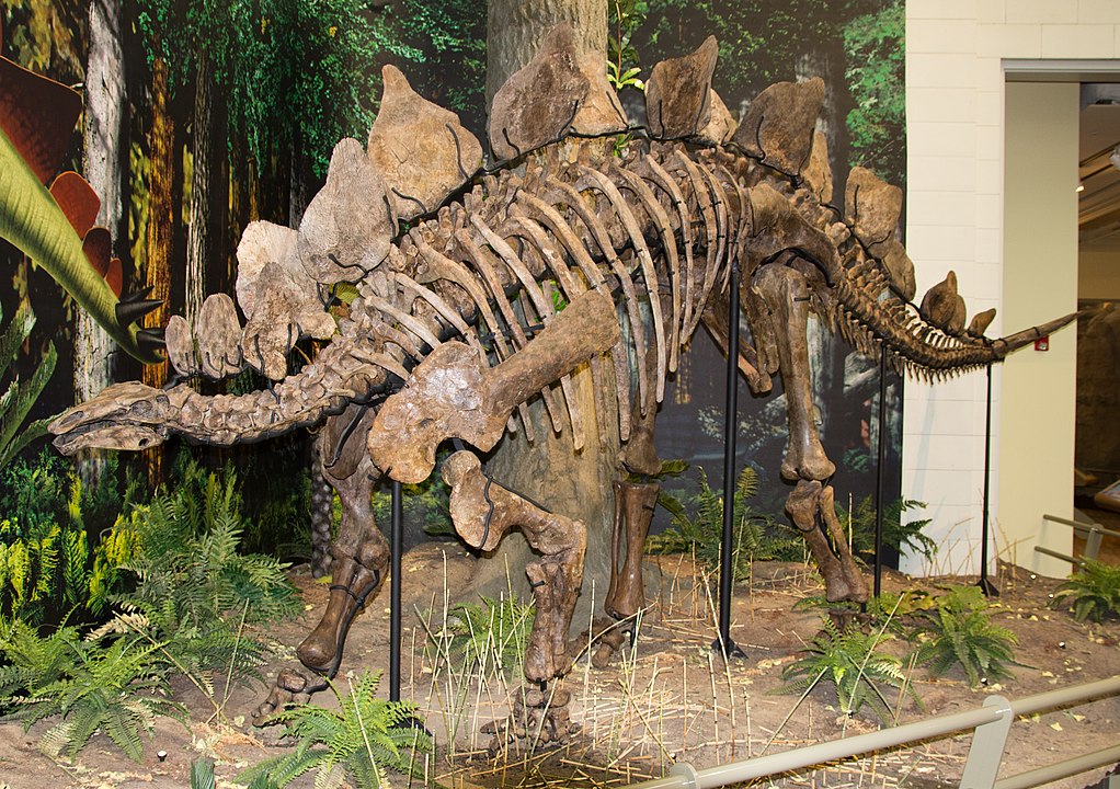 Stegosaurus skeleton
