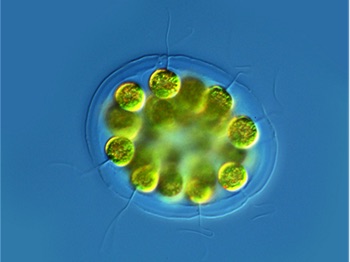 Modern Algae