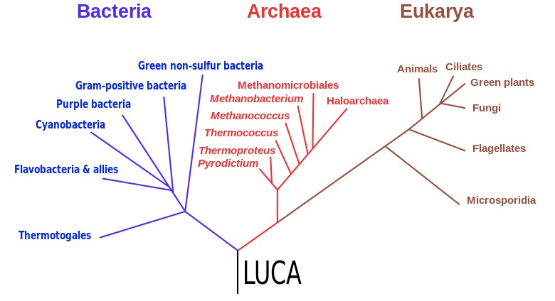 Phylogenetic Tree of Life from Last Universal Common Ancestor